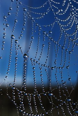 Web