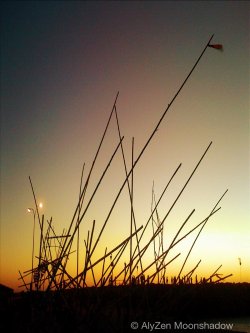 Pick-up-sticks
