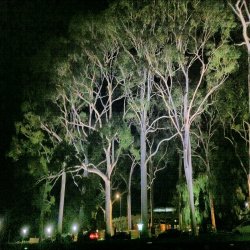 Kings Park Gumtrees