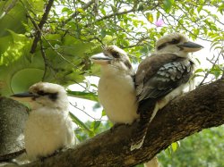 Kookaburra
