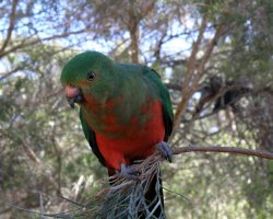 King Parrot (female)