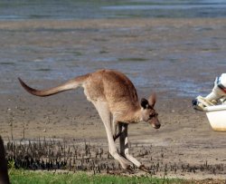 Beach Kangaroo