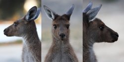 Kangaroo
