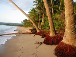 Palms On The Beach