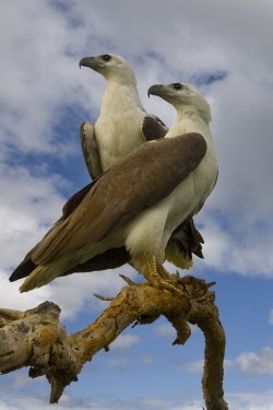 Sea Eagles