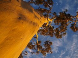 Under The Gum Tree