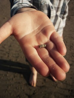 Crab