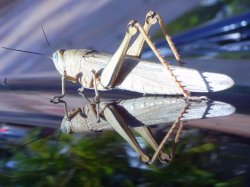 Reflection
