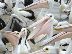 Feeding The Pelicans