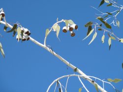 Gum Nuts Under A Blue Sky