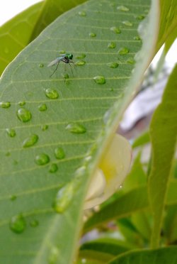 Nature, Rain And Insect