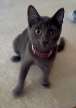 Milly Adopted Cat