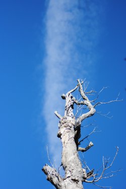 Minnie Waters Tree And Cloud
