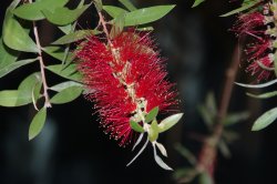 Bottlebrush