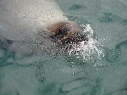 A Happy Seal
