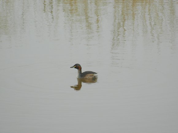 Duck Having A Swim