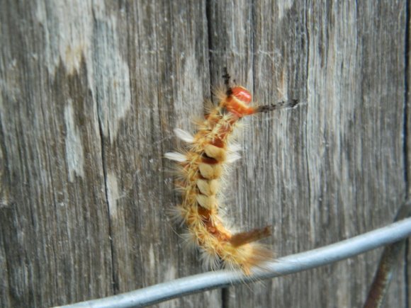 Strange Looking Caterpillar