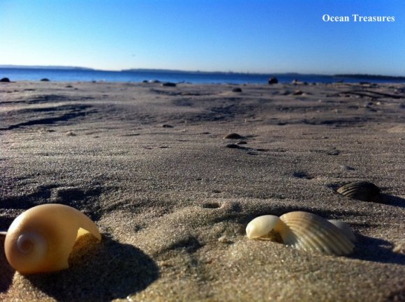 Ocean Treasures