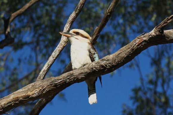 Echuca Local