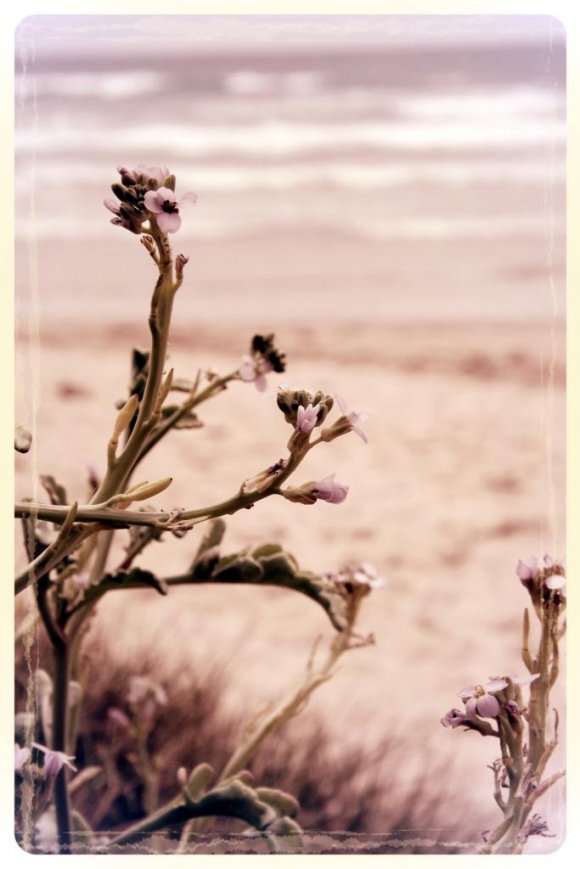 Wild Flowers