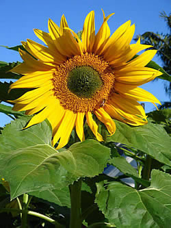 Homegrown Sunflower
