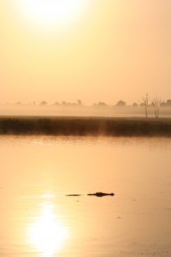 Kakadu Croc
