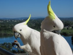 Birds At Breakfast