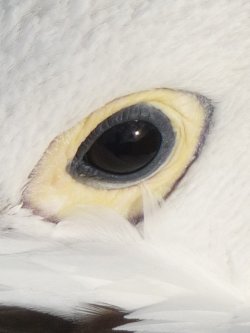 Up Close And Personal