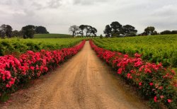 Vineyard Path