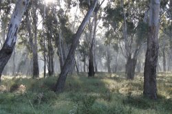 Misty Morning In The Bush
