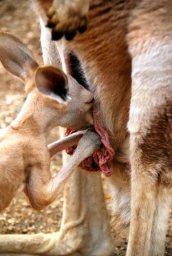 Baby Roo