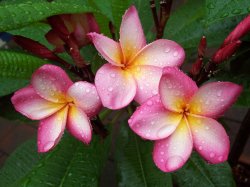 A Wet Season For Frangipani's