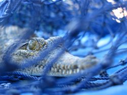 Blue Crocodile