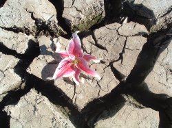 Lily In The Cracks