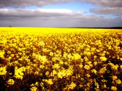 Yellow Fields