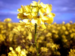 Close Up Canola Crop