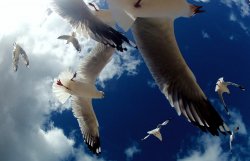 Gulls