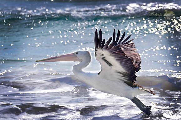 Pelicanflight
