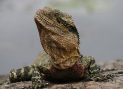 A Real Aussie