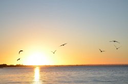 Sunset And Seagulls