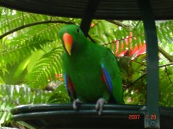 Eclectus Parrot @ Australia Zoo