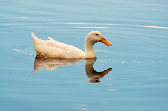 Duck On Lake Macdonald