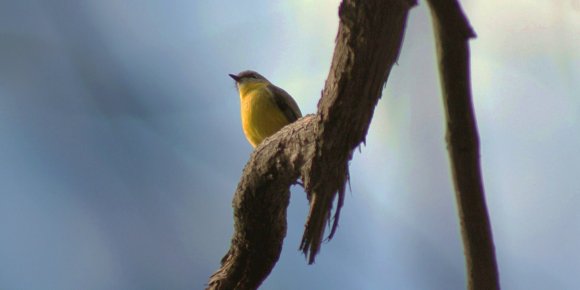 Contemplating Robin