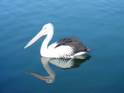 Pelican Reflections
