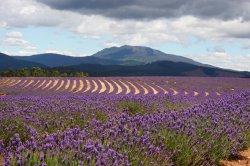 Lavender Farm