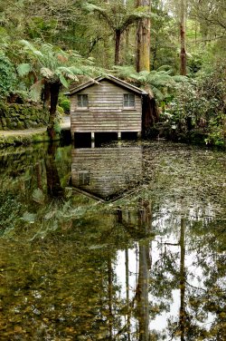 Tranquility In The Dandenongs