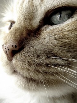 Feline