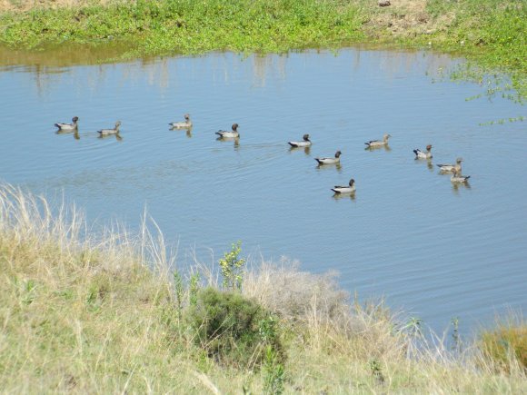 Ducks Swimming