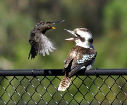When Birds Attack