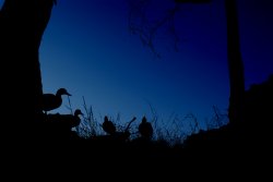 4 Ducks